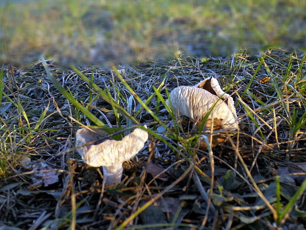 čírovka zemná Tricholoma terreum (Schaeff.) P. Kumm.