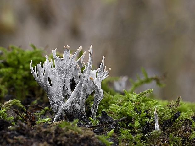 drevnatec parohatý Xylaria hypoxylon (L.) Grev.