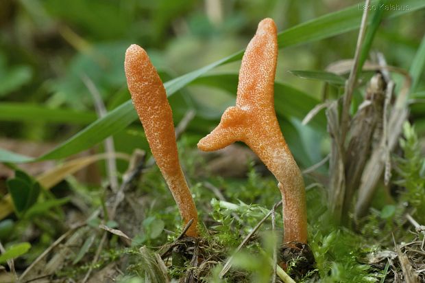 žezlovka hmyzová Cordyceps militaris (Fr.) Link