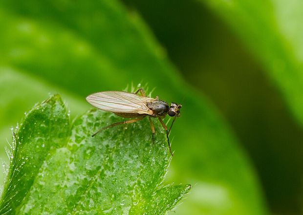 . Lonchoptera cf.tristis