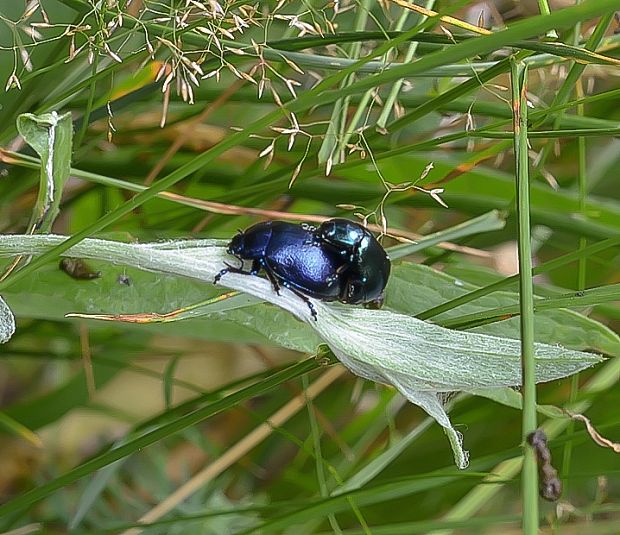 liskavka Oreina caerulea