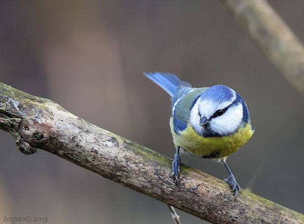 sýkorka belasá Parus caeruleus