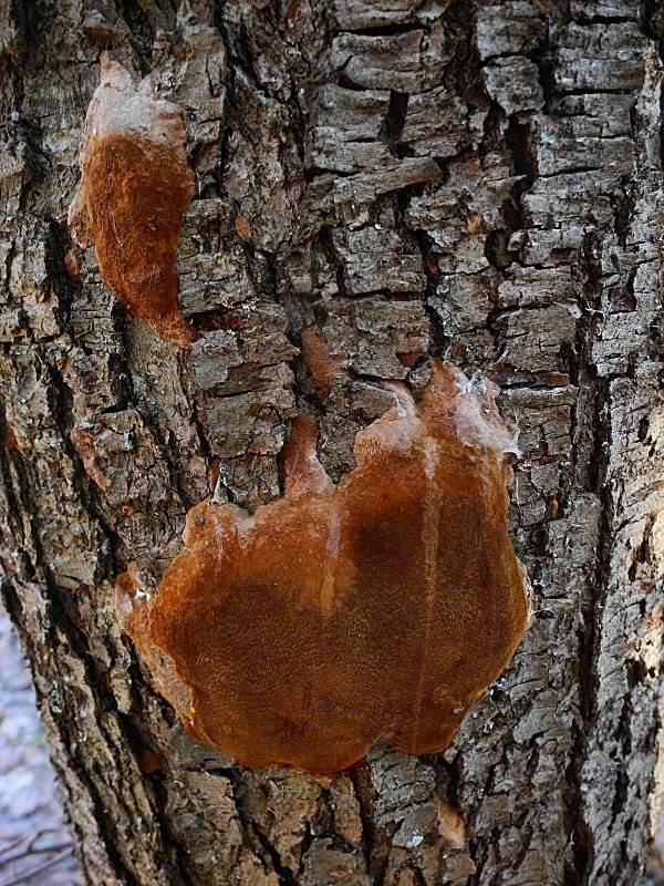 ohňovec Phellinus sp.