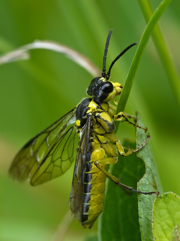 . Tenthredo mesomela