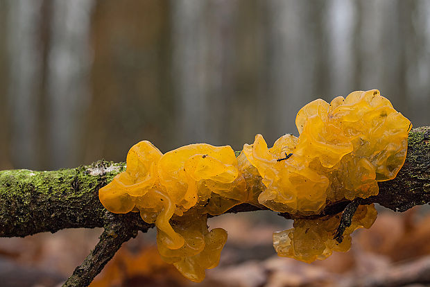 rôsolovka zlatožltá Tremella mesenterica Retz.