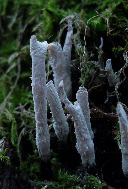 drevnatec parohatý Xylaria hypoxylon (L.) Grev.