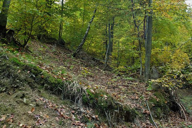 žezlovka hlavičkatá - biotop