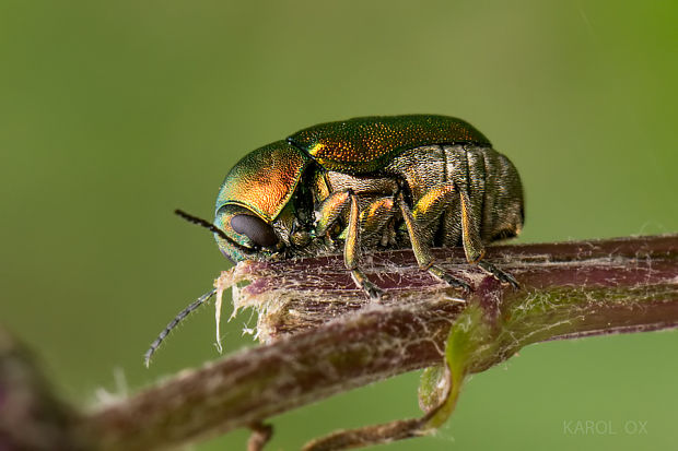 krytohlav hodvábny Cryptocephalus sericeus