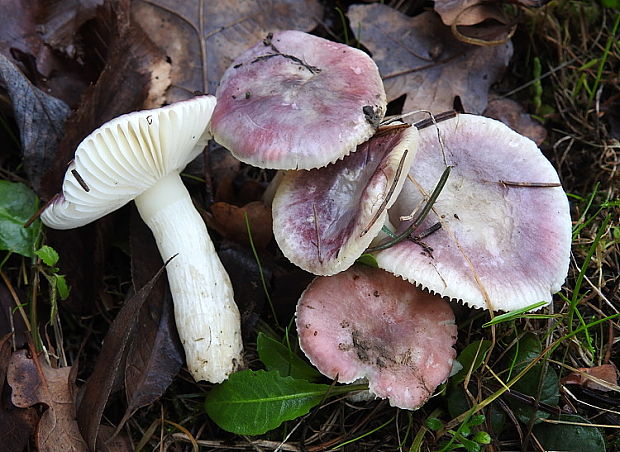 plávka dutohlúbiková Russula cavipes Britzelm.