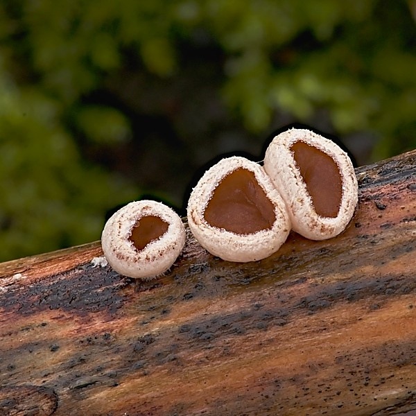 škľabka plstnatá Schizophyllum amplum (Lév.) Nakasone