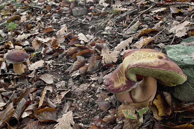 hríb sosnový Boletus pinophilus Pil. et Dermek in Pil.