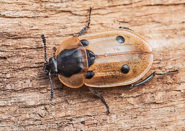 zdochlinár štvorbodkový Dendroxena quadrimaculata