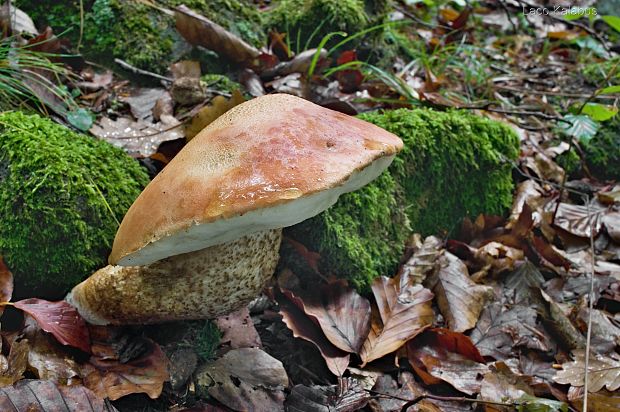 kozák dubový Leccinum aurantiacum (Bull.) Gray