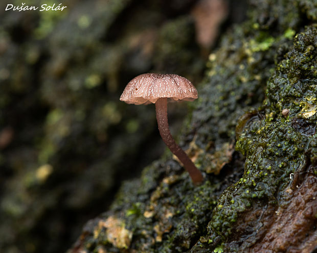 prilbička pomúčená Mycena meliigena (Berk. & Cooke) Sacc.