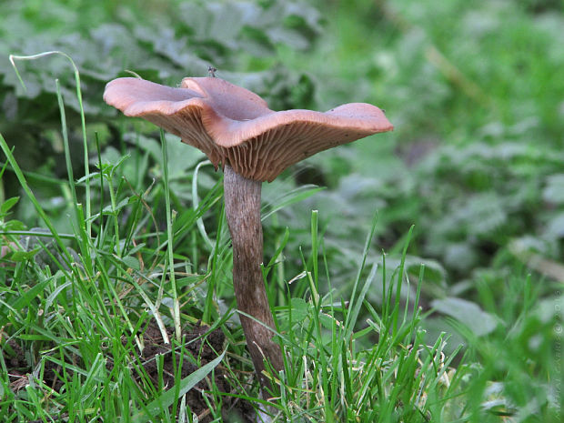 strmulica čiaškovitá Pseudoclitocybe cyathiformis (Bull.) Singer