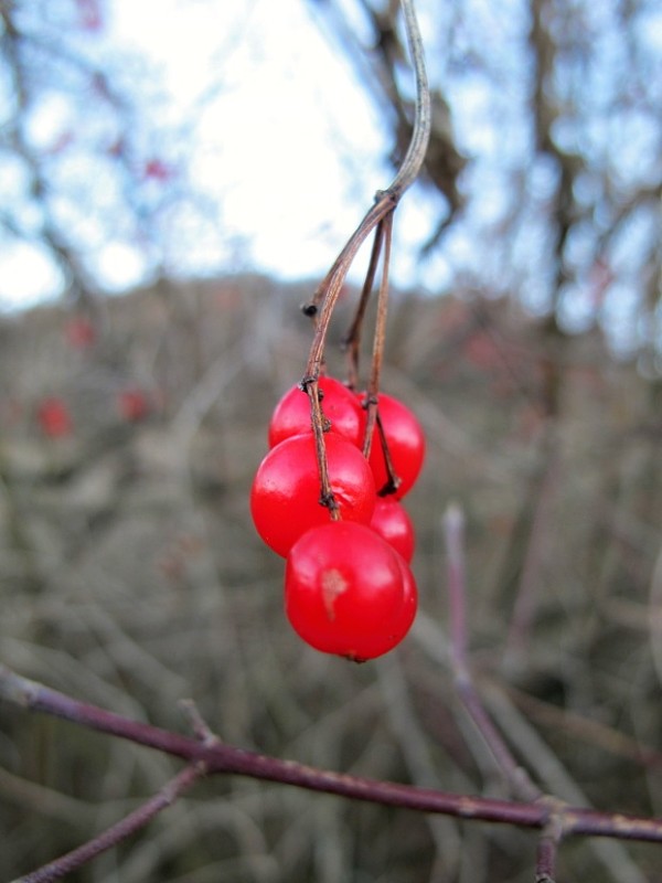 kalina siripútková Viburnum lantana L.