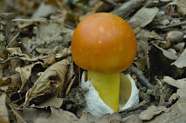 muchotrávka cisárska Amanita caesarea (Scop.) Pers.