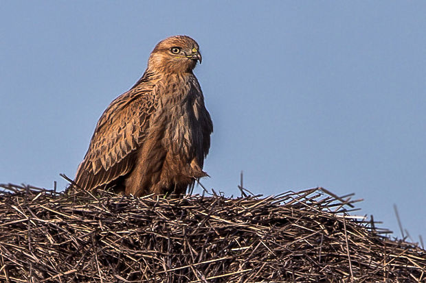 myšiak hrdzavý  Buteo rufinus