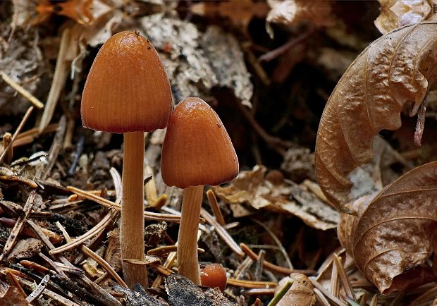 kapucňovec Conocybe subpubescens P.D. Orton