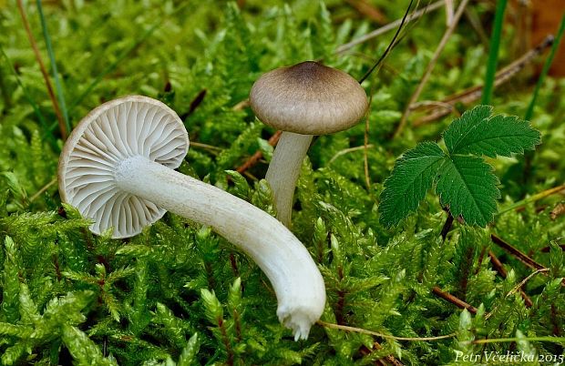 šťavnačka voňavá Hygrophorus agathosmus (Fr.) Fr.