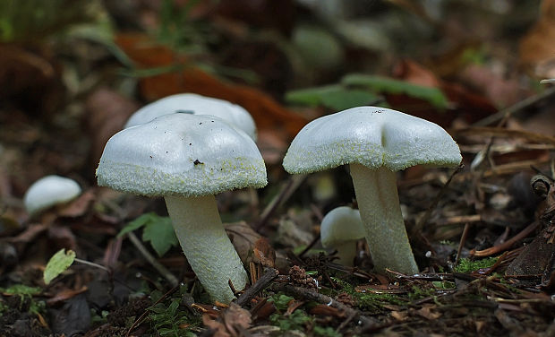 šťavnačka žltovločkatá Hygrophorus chrysodon (Batsch) Fr.