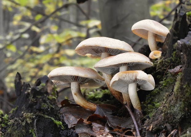 strapcovka zväzkovitá Hypholoma fasciculare (Huds.) P. Kumm.