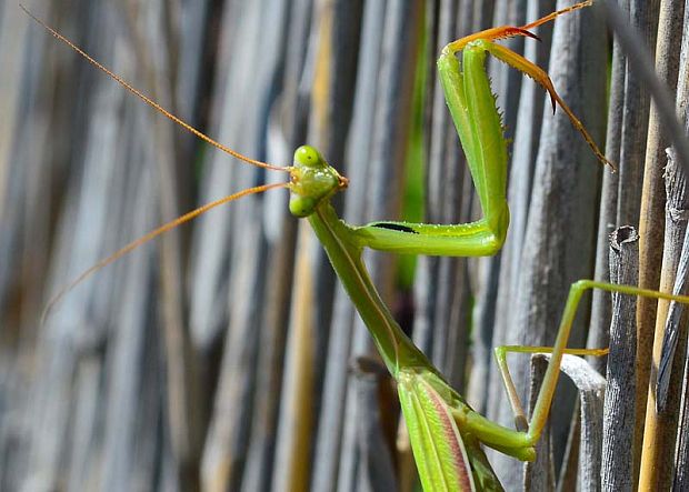 modlivka zelená Mantis religiosa