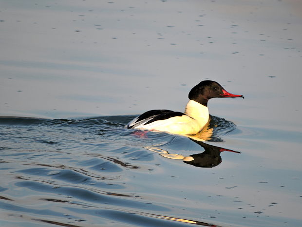 potápač veľký  Mergus merganser