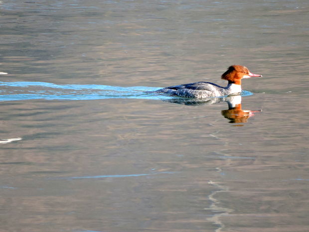 potápač veľký   Mergus merganser