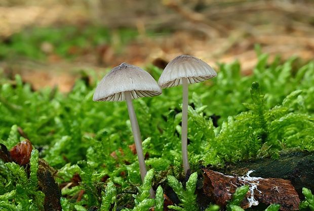 prilbička červenoobrúbená Mycena cf. rubromarginata (Fr.) P. Kumm.