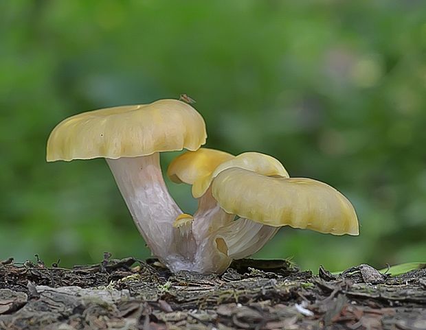 hliva lievikovitá citrónová Pleurotus citrinopileatus (Singer) Ohira