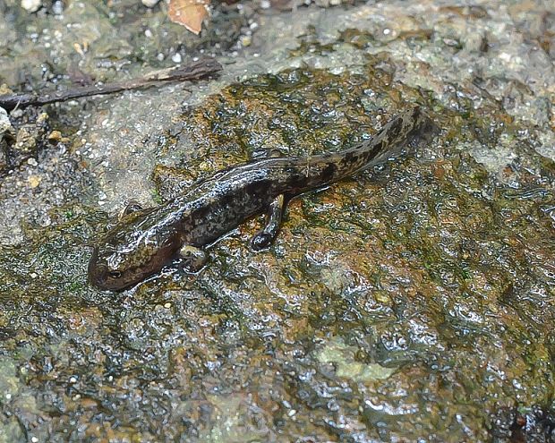 salamandra škvrnitá Salamandra salamandra