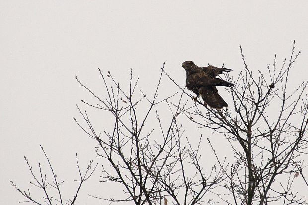 myšiak hôrny Buteo buteo