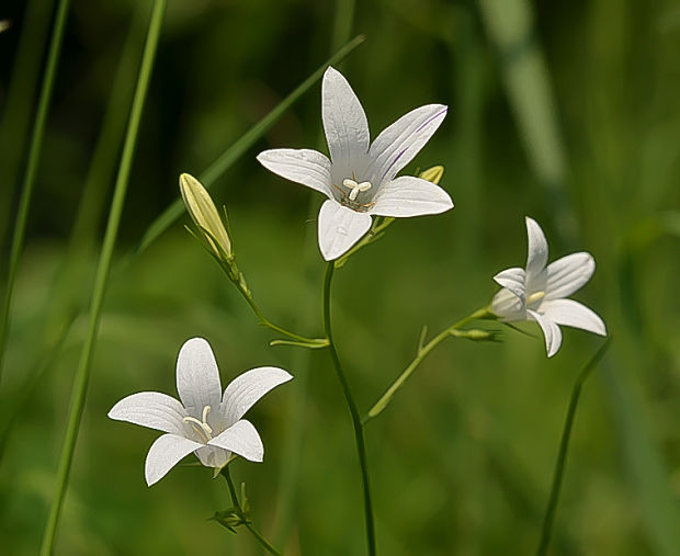 zvonček konáristý Campanula patula L.