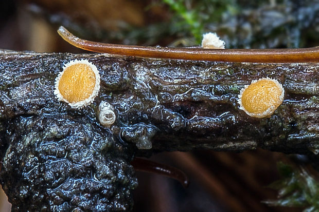 vlnuška neškodná Lachnellula cf. occidentalis (G.G. Hahn & Ayers) Dharne