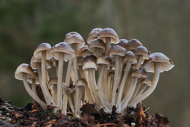 prilbička hnedosivá Mycena tintinnabulum (Paulet) Quél.