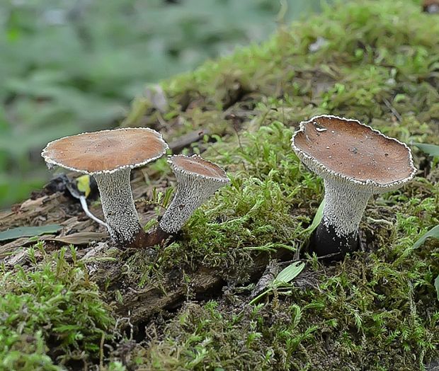 húževnatec pohárovitý Neolentinus schaefferi Redhead & Ginns