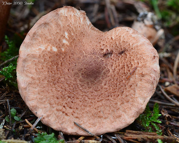 čírovka škridlicovitá Tricholoma vaccinum (Schaeff.) P. Kumm.