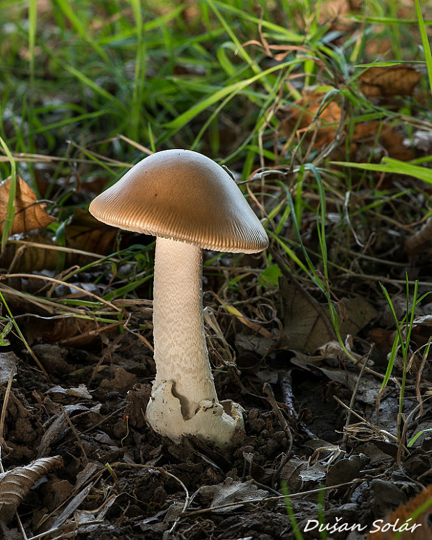 muchotrávka Amanita sp.