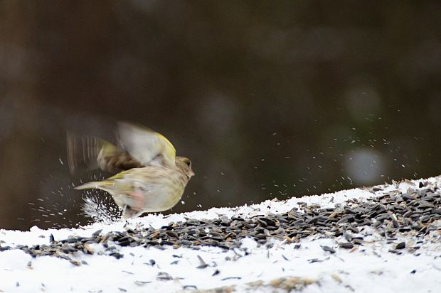 stehlík zelený Carduelis chloris