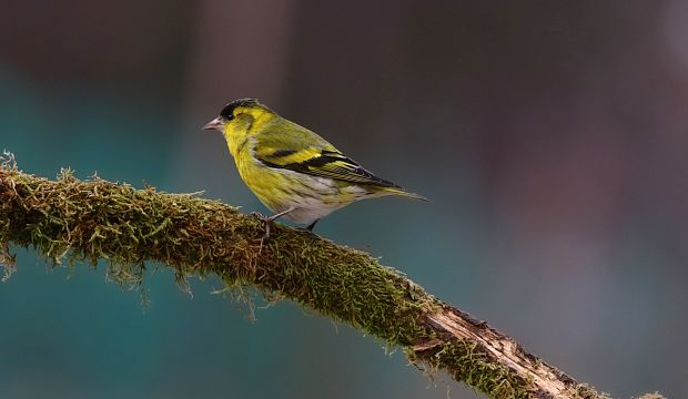 stehlík čížavý - čížik Carduelis spinus L.