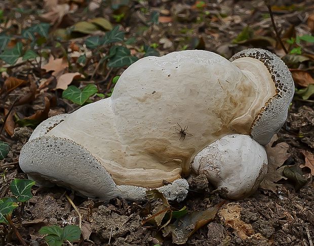 práchnovec kopytovitý Fomes fomentarius (L.) J.J. Kickx