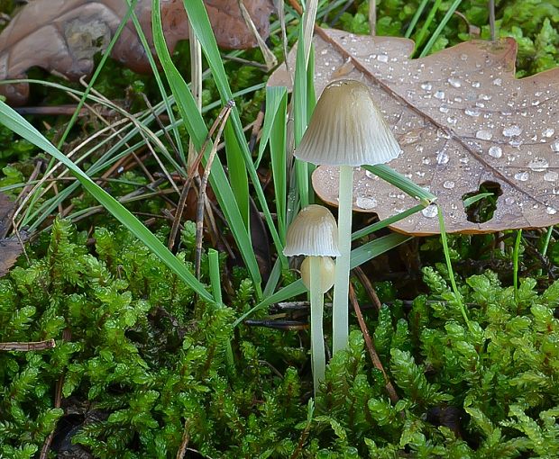 prilbička slizká Mycena epipterygia (Scop.) Gray