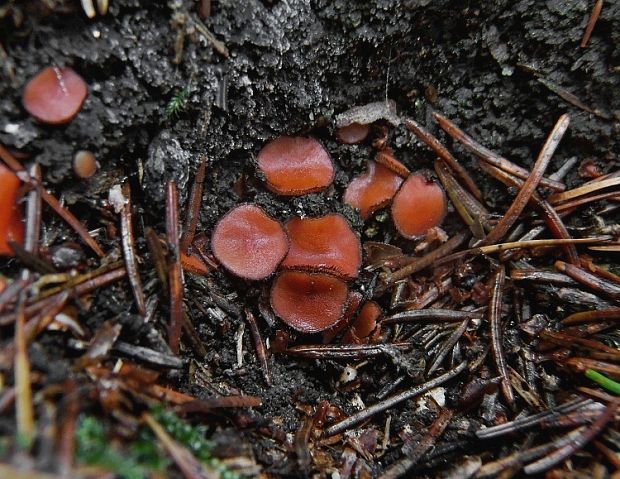 štítovnička Scutellinia sp.