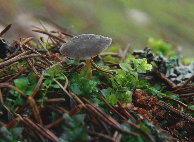 peniazočka smreková Strobilurus esculentus (Wulfen) Singer