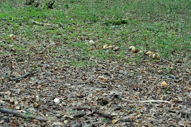 muchotrávka cisárska Amanita caesarea - biotop (Scop.) Pers.