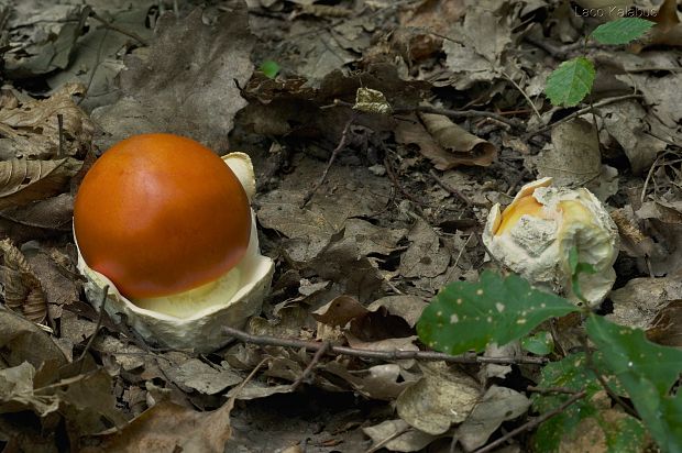 muchotrávka cisárska Amanita caesarea (Scop.) Pers.