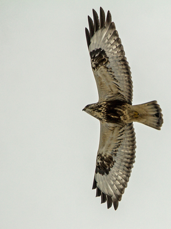 myšiak severský  Buteo lagopus