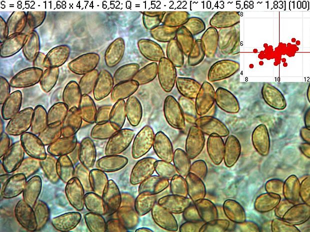 pavučinovec živofialový Cortinarius lividoviolaceus (Rob. Henry ex M.M. Moser) M.M. Moser
