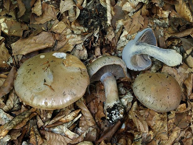 pavučinovec živofialový Cortinarius lividoviolaceus (Rob. Henry ex M.M. Moser) M.M. Moser